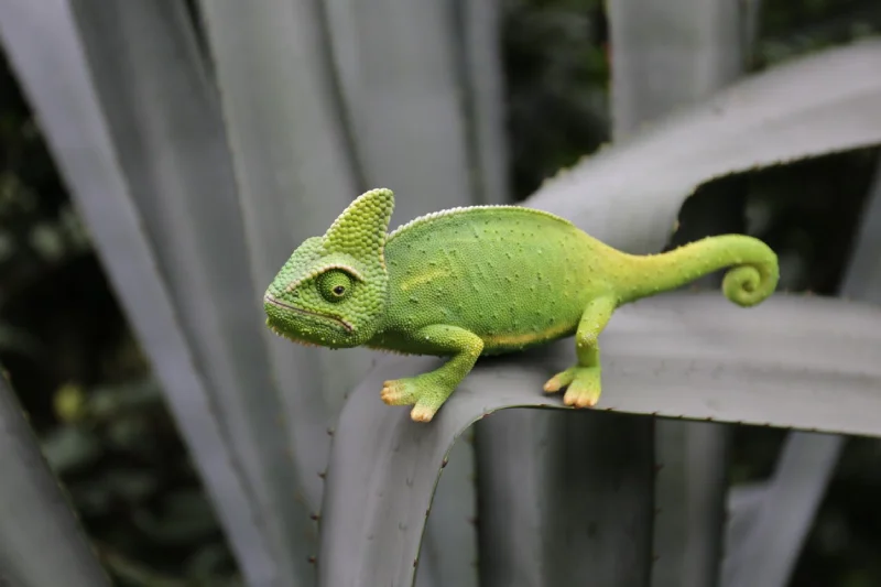 Elegant silk wall shelf-Cameleon