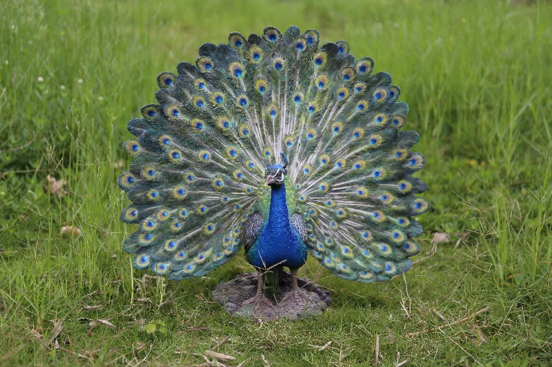 Large geometric wall mirror-Peacock Statue