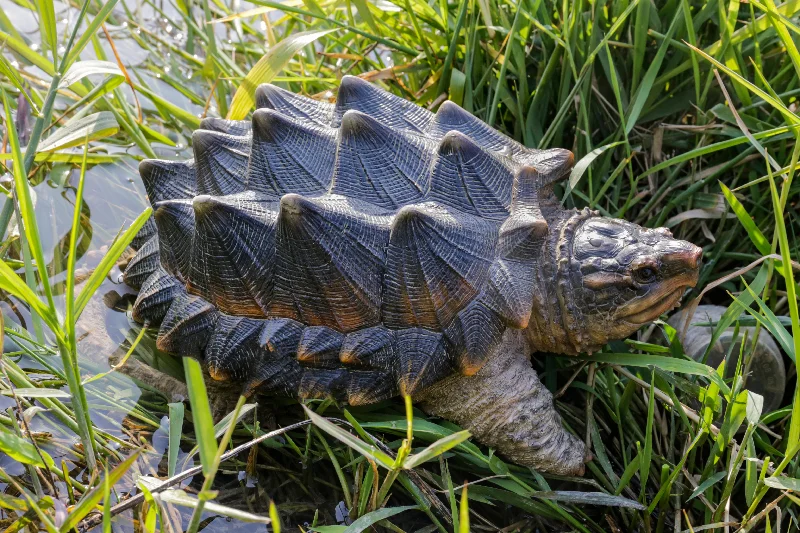 Contemporary glass wall hook-Hi-Line Exclusive - Snapping Turtle Statue