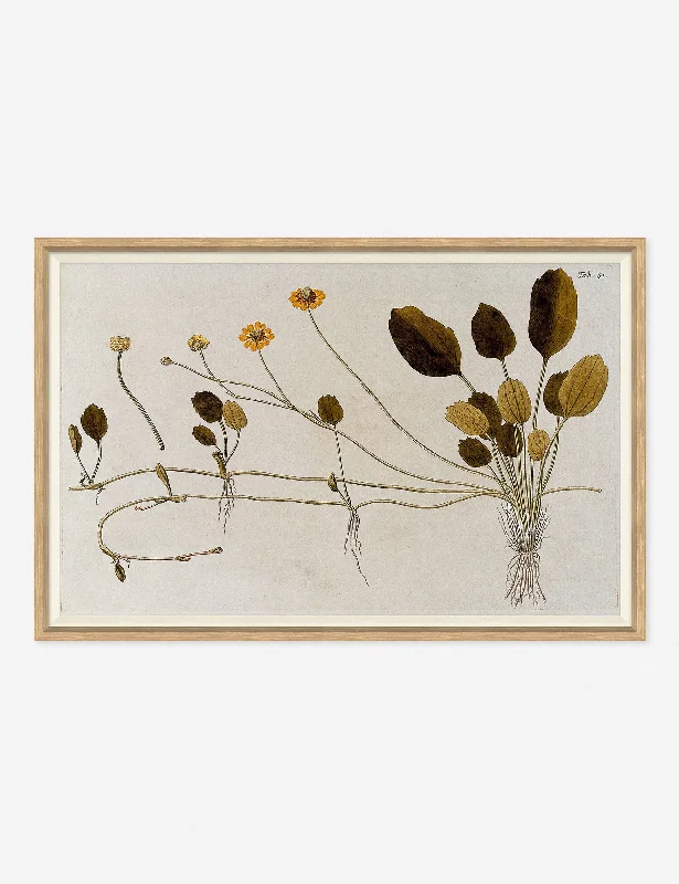 Handmade bamboo wall art-Flowering Plants II Wall Art by Franz Anton Von Scheidl